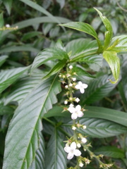 Gonzalagunia hirsuta