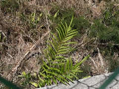 Pteris vittata