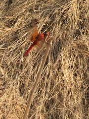 Libellula croceipennis