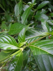 Gonzalagunia hirsuta