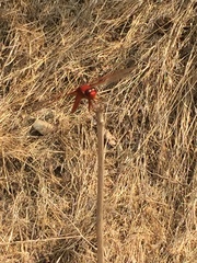 Libellula croceipennis