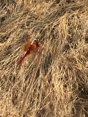 Libellula croceipennis