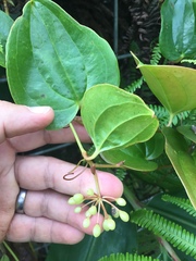 Smilax melastomifolia