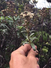 Dubautia raillardioides