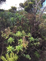 Dubautia raillardioides