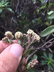 Dubautia raillardioides