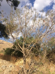 Jacaranda mimosifolia