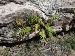 Pteris vittata