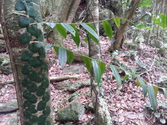 Marcgravia rectiflora