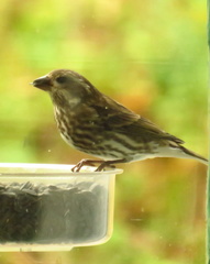 Haemorhous purpureus purpureus