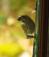 Haemorhous purpureus purpureus
