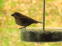 Haemorhous purpureus purpureus