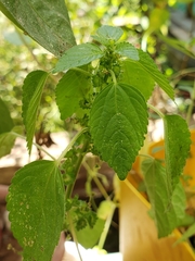 Acalypha mexicana