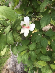 Hibiscus waimeae