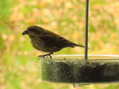 Haemorhous purpureus purpureus