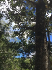 Polyscias sandwicensis