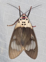 Amerila crokeri