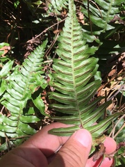 Blechnum appendiculatum