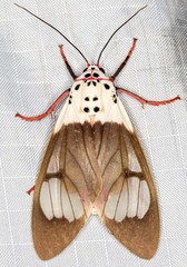 Amerila crokeri