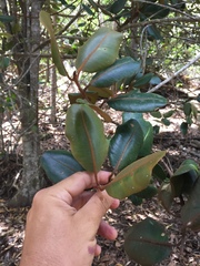 Planchonella sandwicensis