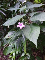 Ruellia breedlovei