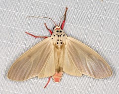 Amerila serica