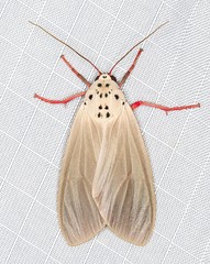 Amerila serica