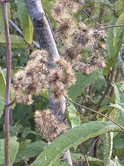 Critoniinae