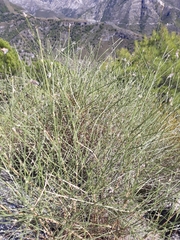 Genista umbellata