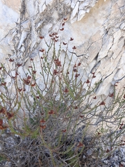 Fumana ericoides