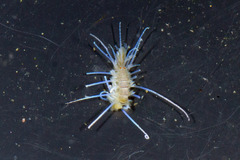 Amblyosyllis anae
