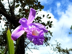 Sobralia macrantha