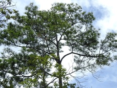 Pinus tecunumanii