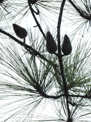 Pinus tecunumanii