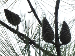 Pinus tecunumanii