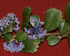Ceanothus gloriosus
