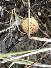 Atrusca quercuscentricola