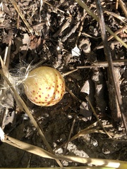 Atrusca quercuscentricola