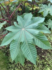 Ricinus