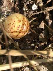 Atrusca quercuscentricola