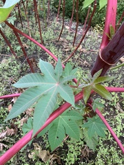 Ricinus