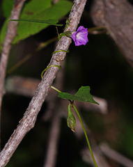 Ipomoea dumetorum