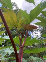 Ricinus