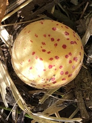 Atrusca quercuscentricola