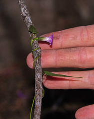 Ipomoea dumetorum