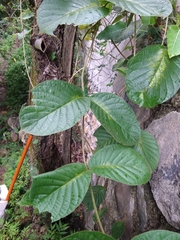 Prestonia mexicana