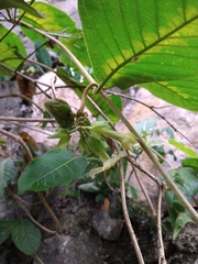 Prestonia mexicana