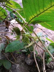 Prestonia mexicana