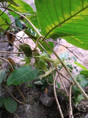 Prestonia mexicana
