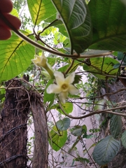 Prestonia mexicana